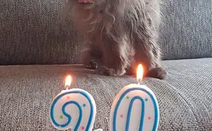40 Hilarious Cat Snapchats That Will Leave You With The Biggest Smile (New Pics)