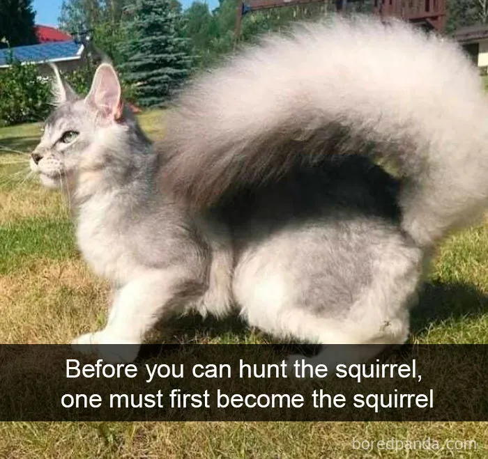 40 Hilarious Cat Snapchats That Will Leave You With The Biggest Smile (New Pics)
