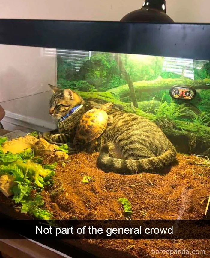 40 Hilarious Cat Snapchats That Will Leave You With The Biggest Smile (New Pics)