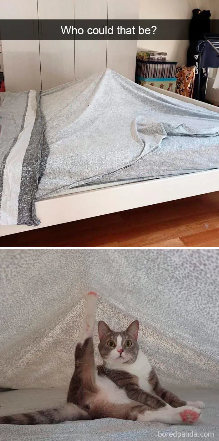40 Hilarious Cat Snapchats That Will Leave You With The Biggest Smile (New Pics)