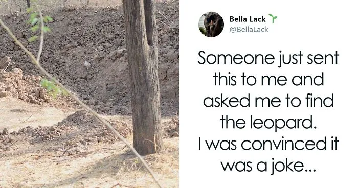 People Realize That Leopards Have Badass Camouflage By Trying To Find One In This Photo