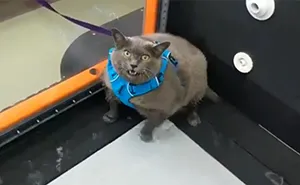 Chonky Cat Goes Viral For Being Annoyed By Underwater Workout