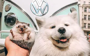 40 Pics Of Adorable Herbee The Hedgehog That 1.5 Million Instagram Followers Adore