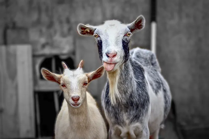 Goats And Cows Have Accents