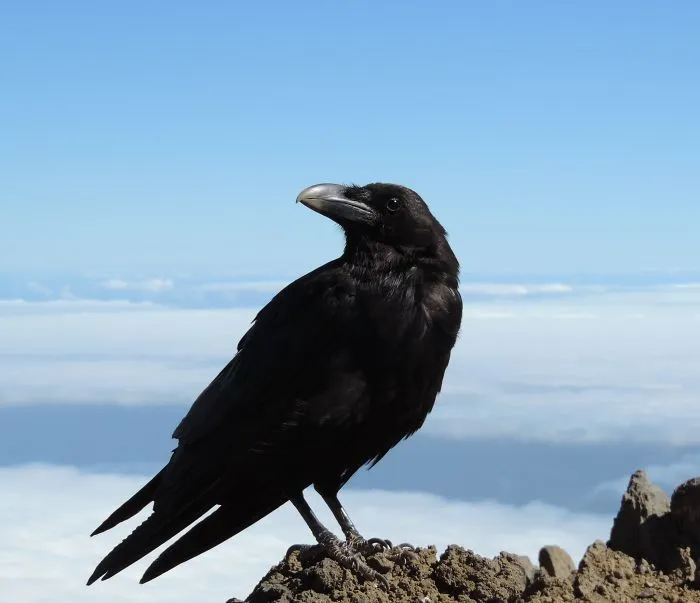 Ravens Can Remember Faces And You Can Befriend Them