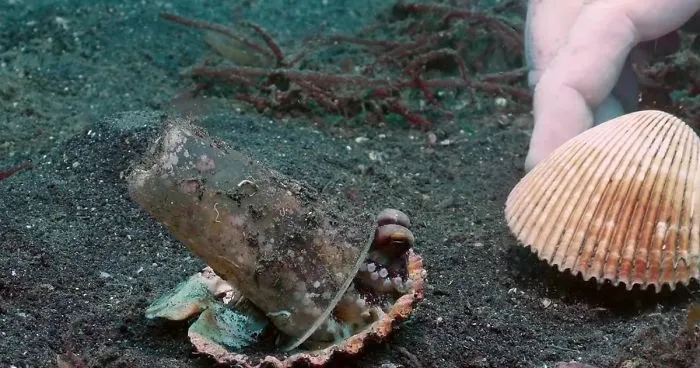 Diver Convinces Baby Octopus To Give Up His Plastic Cup In Exchange For A Shell