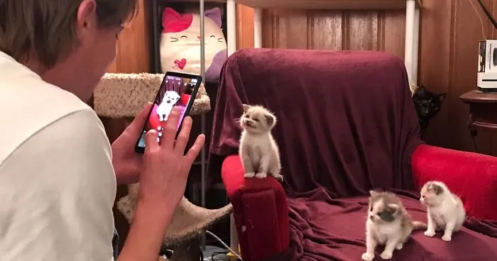 Foster Kitty Gives The Cutest Smile During A Photoshoot And It Takes Over The Internet