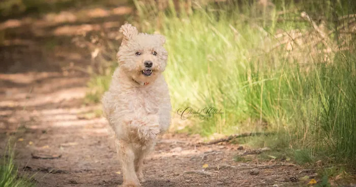 Binky Running