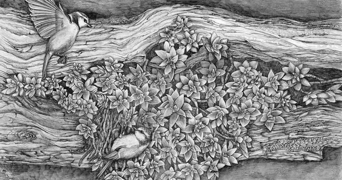 Naturalistic Drawings