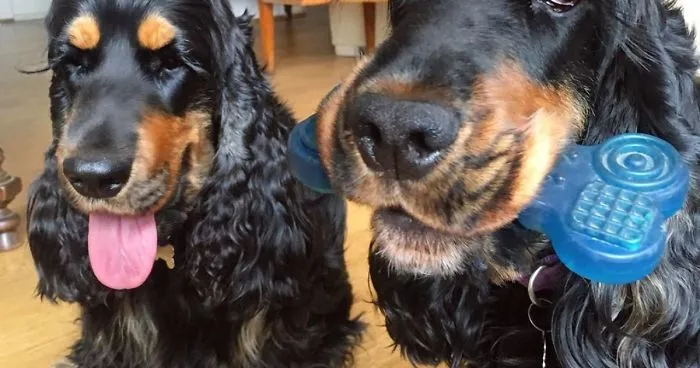 Twin Dogs Conquer All With Their Huge Lashes, After All They Look Like Mascara Advertising Models