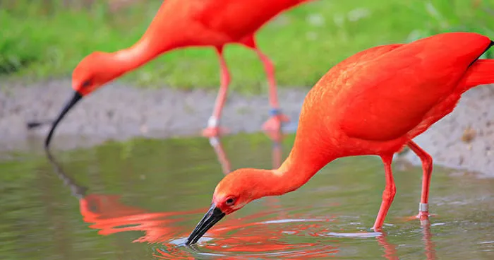 An Amazing Bird I Found In Trinidad And Tobago