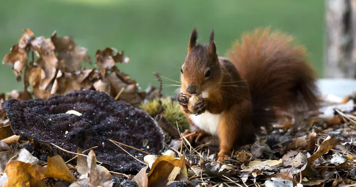Red Squirrels In Holland