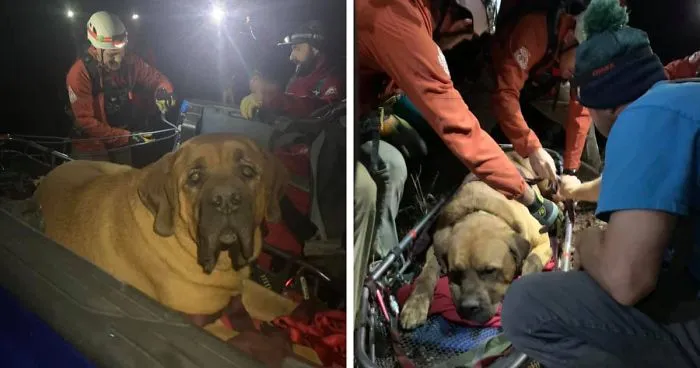 Floyd The Majestic 190-Pound Mastiff Ran Out Of Steam And Had To Be Rescued From A Mountain