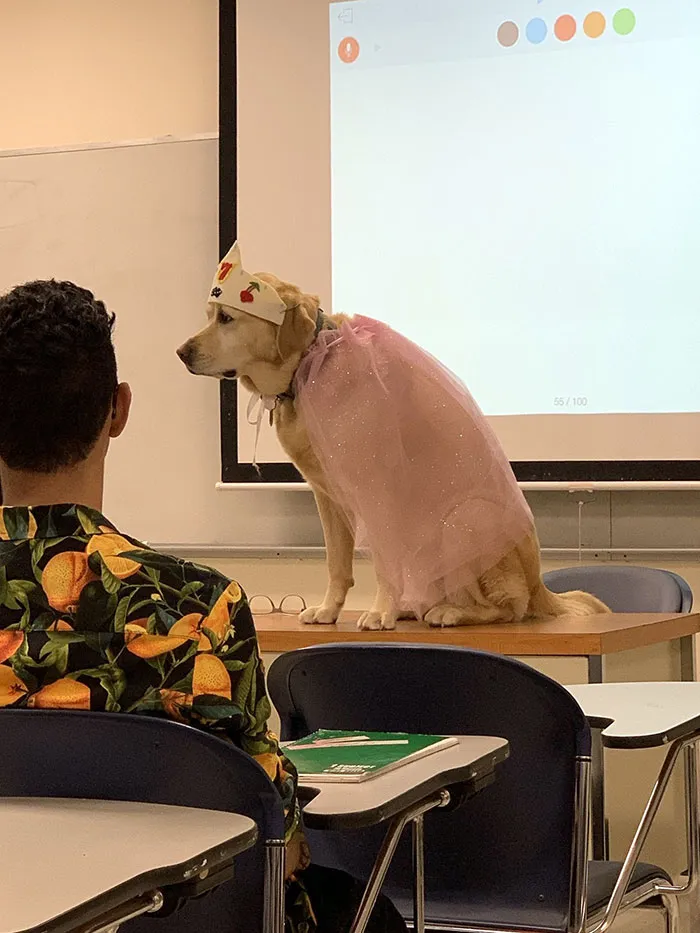 El perro del profesor