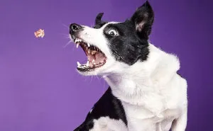 I Wanted To See How Dogs React After I Give Them Treats And Made This Photo Series (10 Pics)