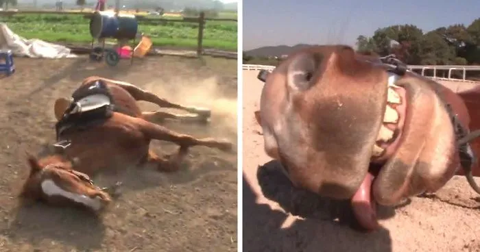 Dramatic Horse Pretends To Be Dead Whenever People Try To Ride Him
