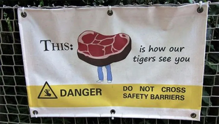 Así es como te ven nuestros tigres. No cruces las barreras de seguridad
