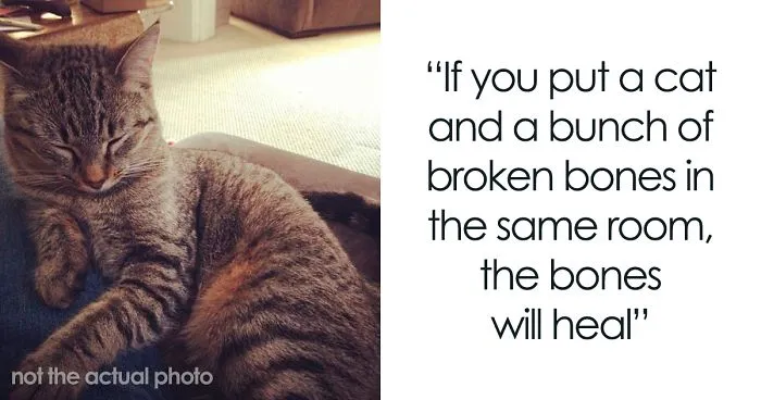 Fascinating Infographic Shows The Ways That A Cat's Purr Are Good For You