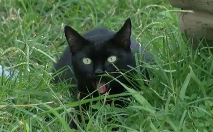 Luna, The Cat Who Saved A Family Of 8 From A Fire