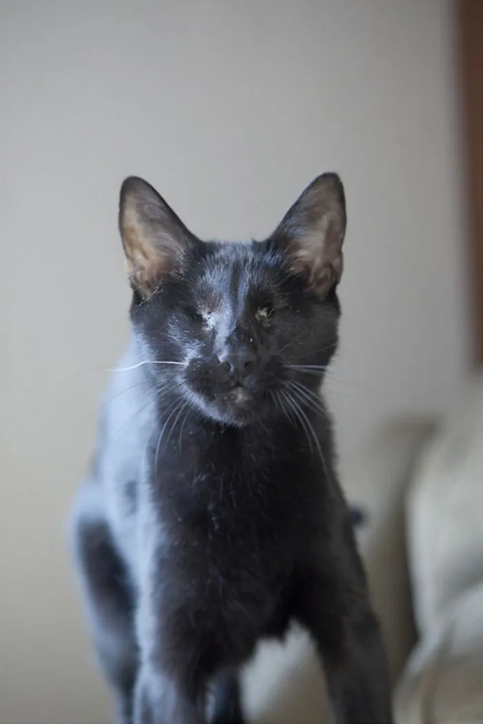 Homer, A Blind Cat That Saves Its Owner From A House Burglar