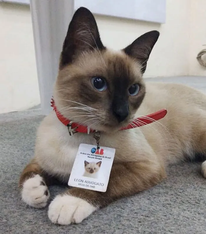 Dr. Leon Advogato, The Cattorney Who Inspired The Launch Of An Animal Rights Institute