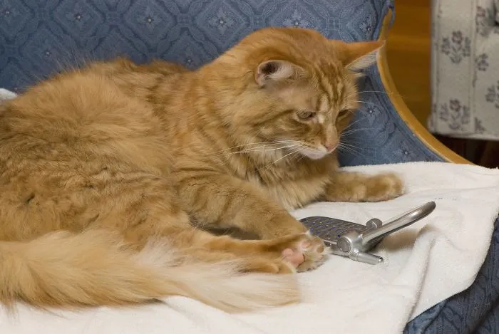 Tommy, The Cat Who Reportedly Called 911 To His Incapacitated Owner