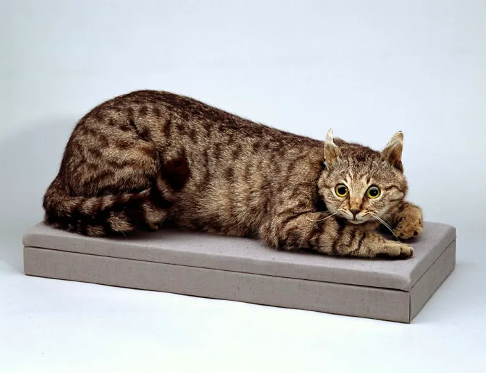 Tom, A Cat Who Found Food For The Starving Army