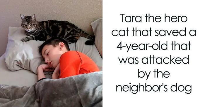 24 Times Cats Surprised Humans With Their Heroic Acts
