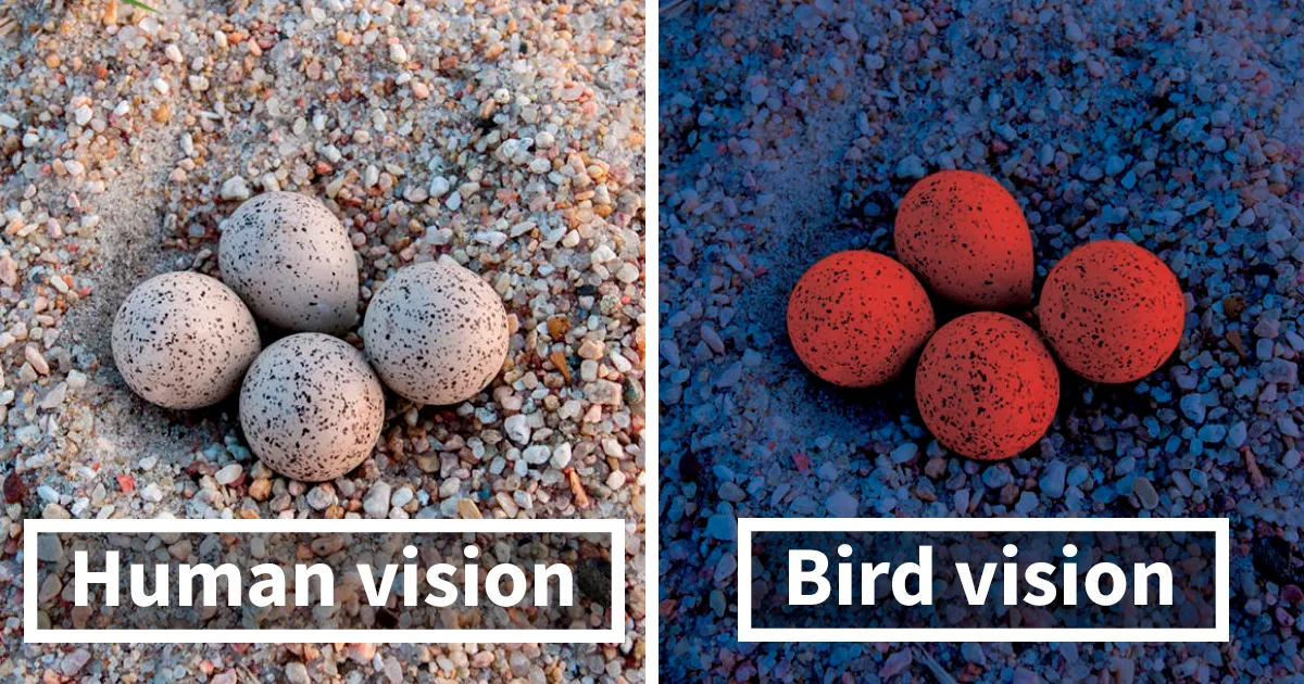 How Do Birds See? Human And Bird Vision Comparison