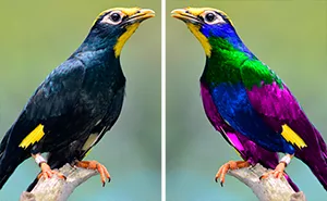 How Do Birds See? Human And Bird Vision Comparison