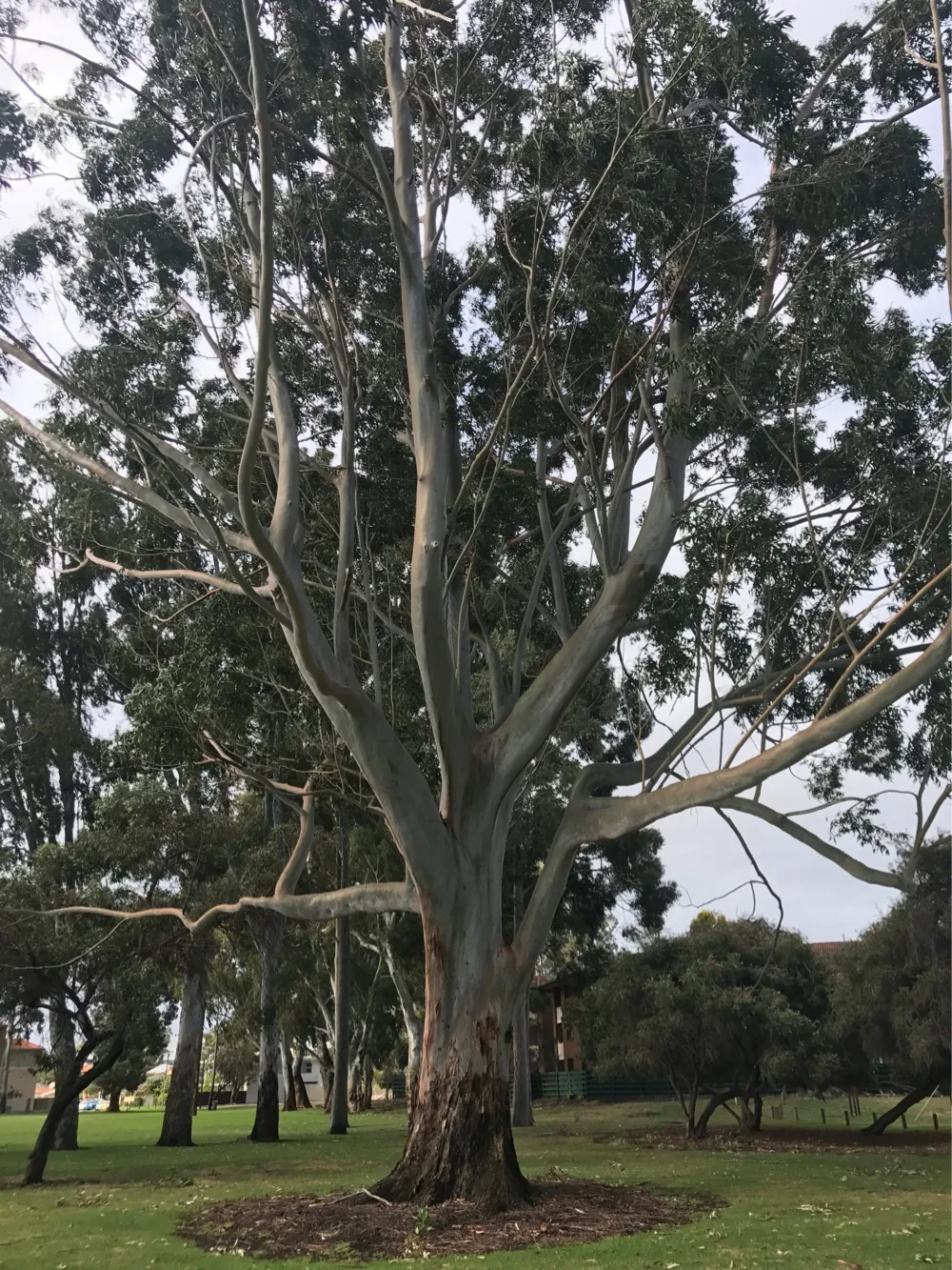 I Love My Trees