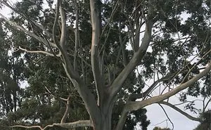I Love My Trees