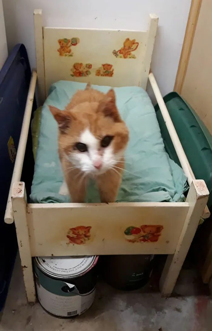 This Is Lexus, She Is 20.5 Years Old. This Is Her Bed Which Was Found At A Consignment Store About 8 Years Ago! She Loves It. In Her Old Age I Have Had To Put A Paint Can Underneath It So She Has A Step