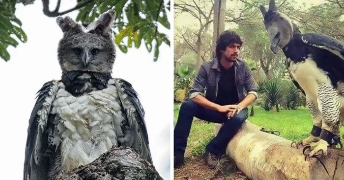 El águila harpía es un ave tan grande que hay quien cree que es una persona disfrazada