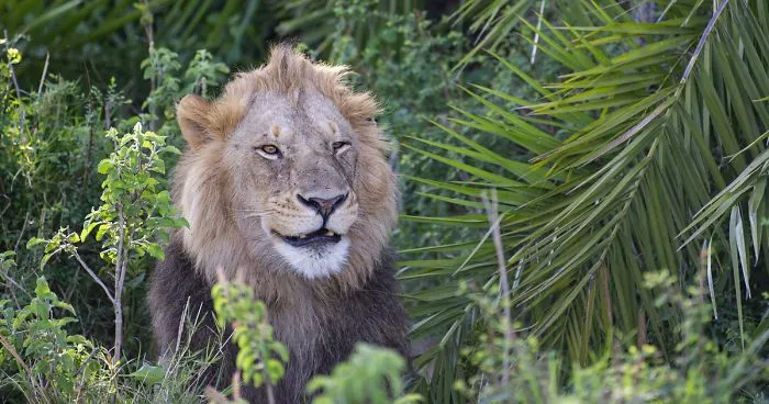 Lion Lets Out A Huge Roar Giving This Photographer A 'Shock Of His Life', Then Winks And Smiles At Him