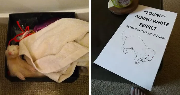Albino Ferret Treats Someone Else’s House Like A B&B, Homeowner Asks The Internet To Help Find Its Owner