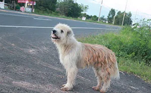 Dog Waits 4 Years In The Same Spot Until He Finally Gets Reunited With Owners Who Lost Him