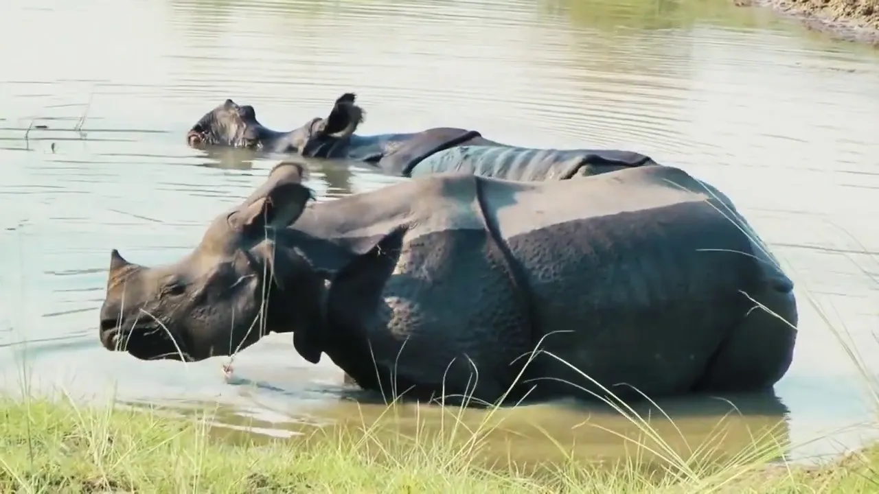Explore The Unspoiled Bardiya National Park