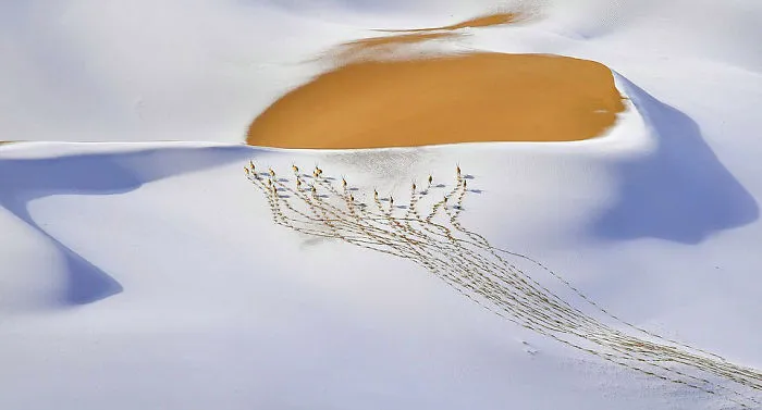 "Snow-Plateau Nomads" By Shangzhen Fan, China, Animals In Their Environment, Winner 2019