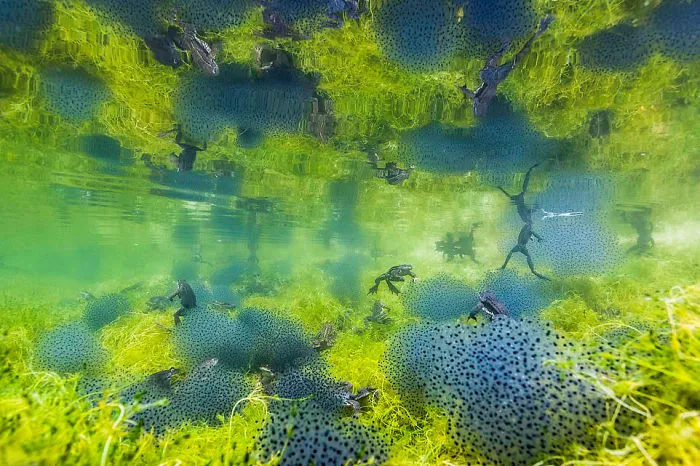 "Pondworld" By Manuel Plaickner, Italy, Behaviour: Amphibians And Reptiles, Winner 2019