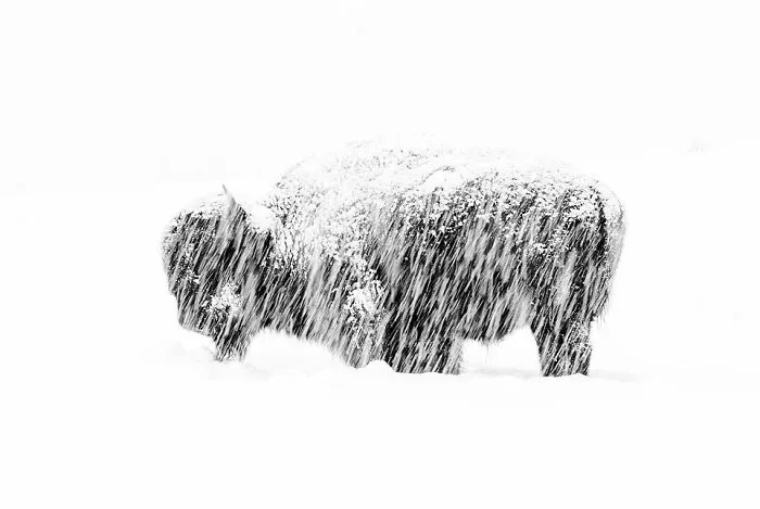 "Exposición Con Nieve" Por Max Waugh, USA, Blanco Y Negro, Ganador 2019