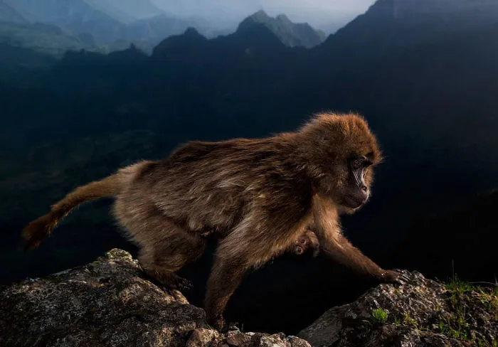 "Early Riser" By Riccardo Marchegiani, Italy, 15-17 Years Old, Winner 2019