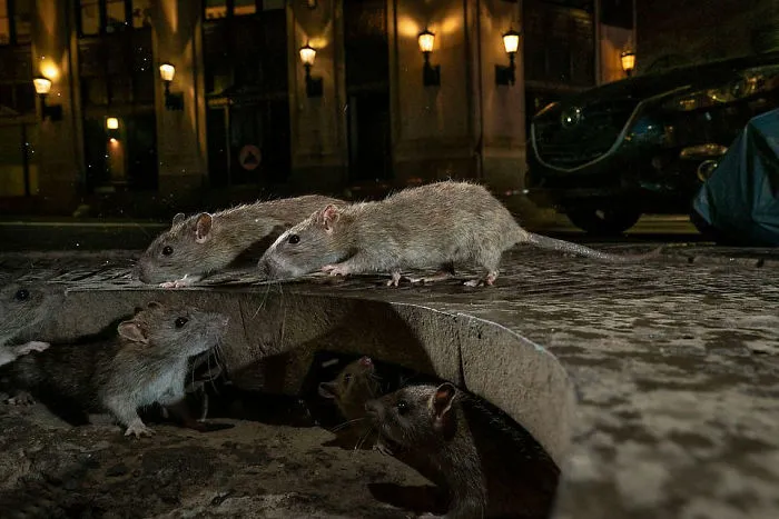 "Manada De Ratas" Por Charlie Hamilton James, Reino Unido, Vida Salvaje Urbana, Ganador 2019