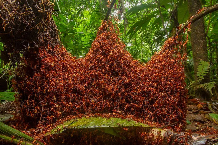 "Ejército De Arquitectos" Por Daniel Kronauer, Alemania/USA, Categoría: Invertebrados, Ganador 2019
