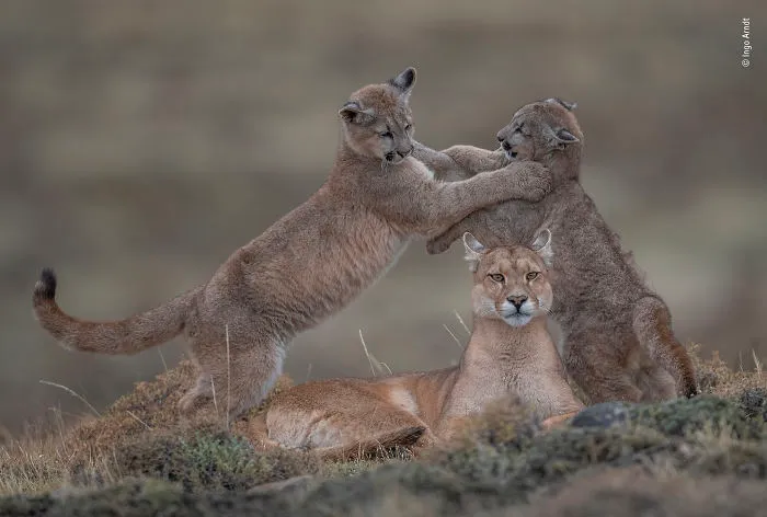 "Retrato De Una Madre" Por Ingo Arndt, Alemania, Retrato Animal, Mención Destacada 2019