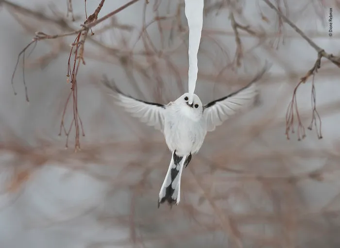 "Cool Drink" By Diana Rebman, USA, Behaviour: Birds, Highly Commended 2019