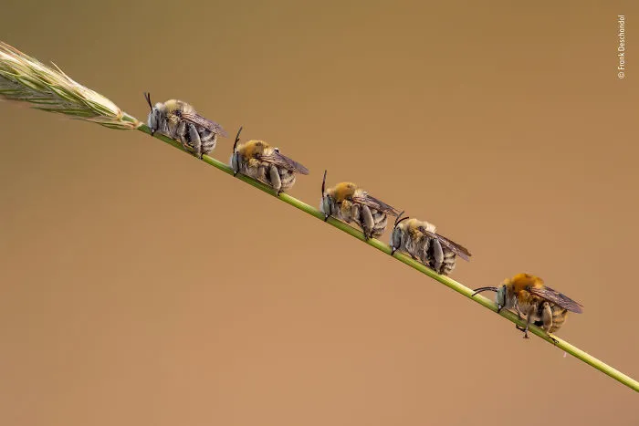 "Abejas En Fila" Por Frank Deschandol, Francia, Categoría: Invertebrados, Mención Destacada 2019