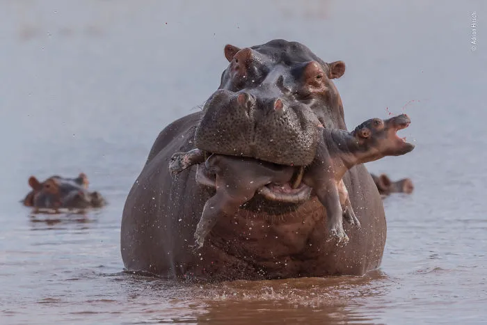 "Last Gasp" By Adrian Hirschi, Switzerland, Behaviour: Mammals, Highly Commended 2019
