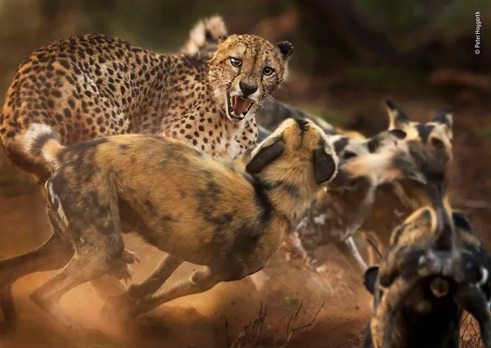 "Pelea De Gato Grande Y Perro" Por Peter Haygarth, Reino Unido, Categoría: Mamíferos, Mención Destacada 2019