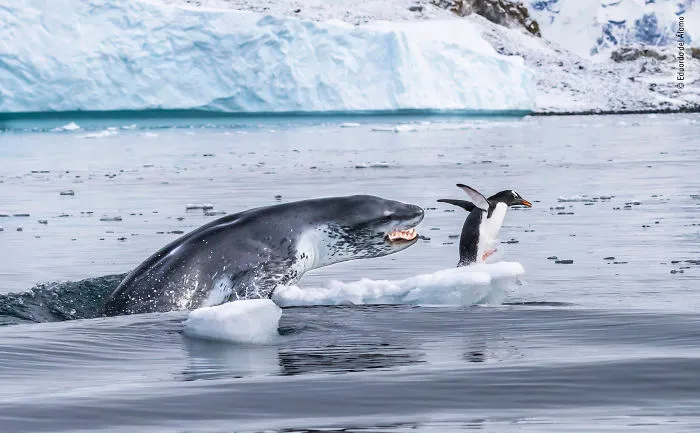 "Si Los Pingüinos Volaran" Por Eduardo Del Álamo, España, Categoría: Mamíferos, Mención Destacada 2019